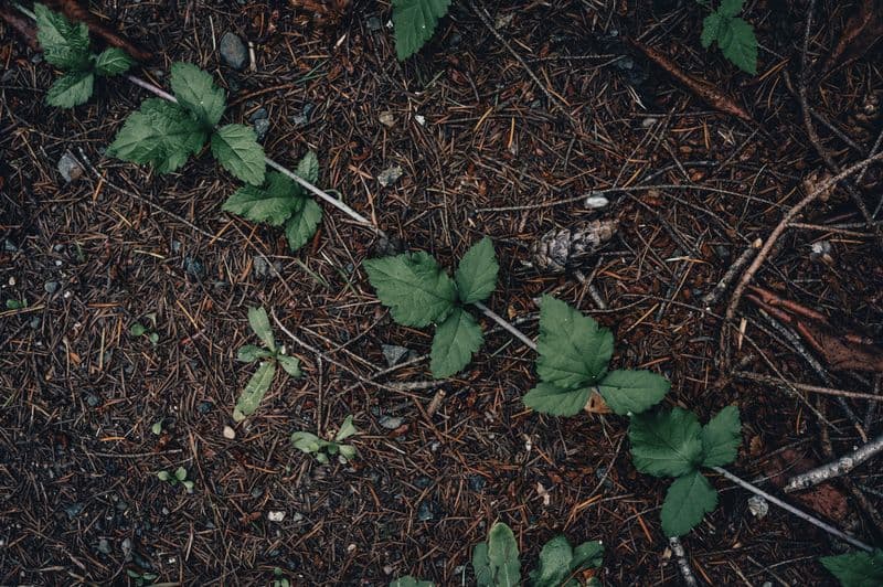 Young wild green shoots sprouting on a forest floor