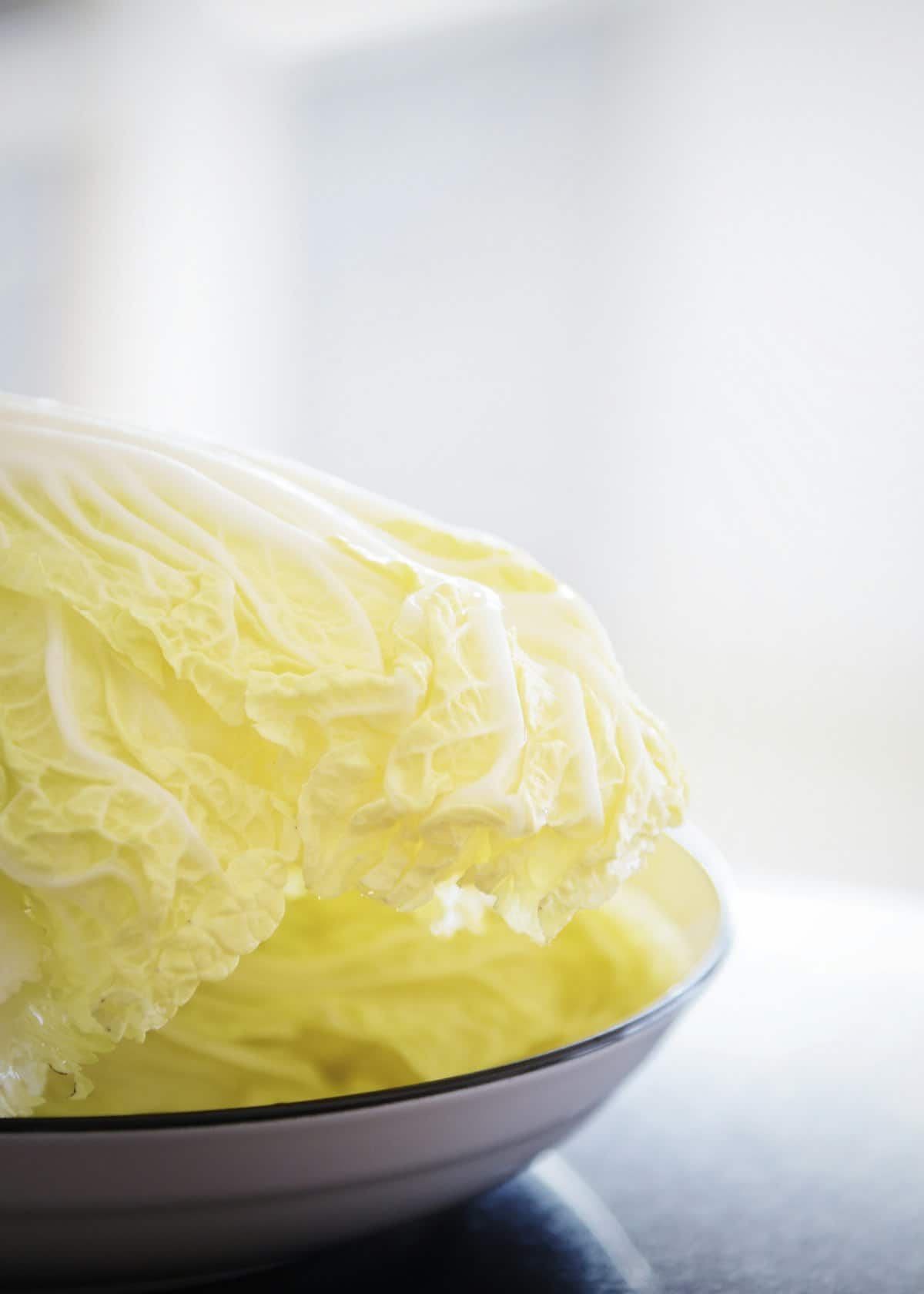 Pale, uncolored napa cabbage leaves ready for non-spicy kimchi