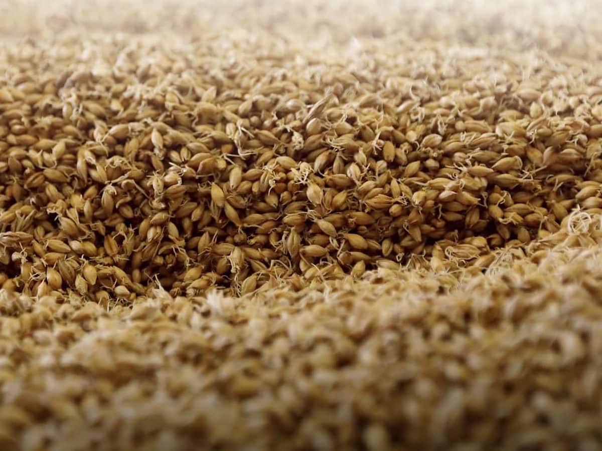 A dense pile of hulled barley grains