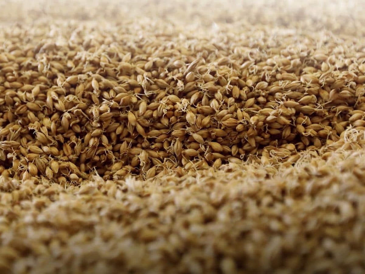 A dense pile of hulled barley grains