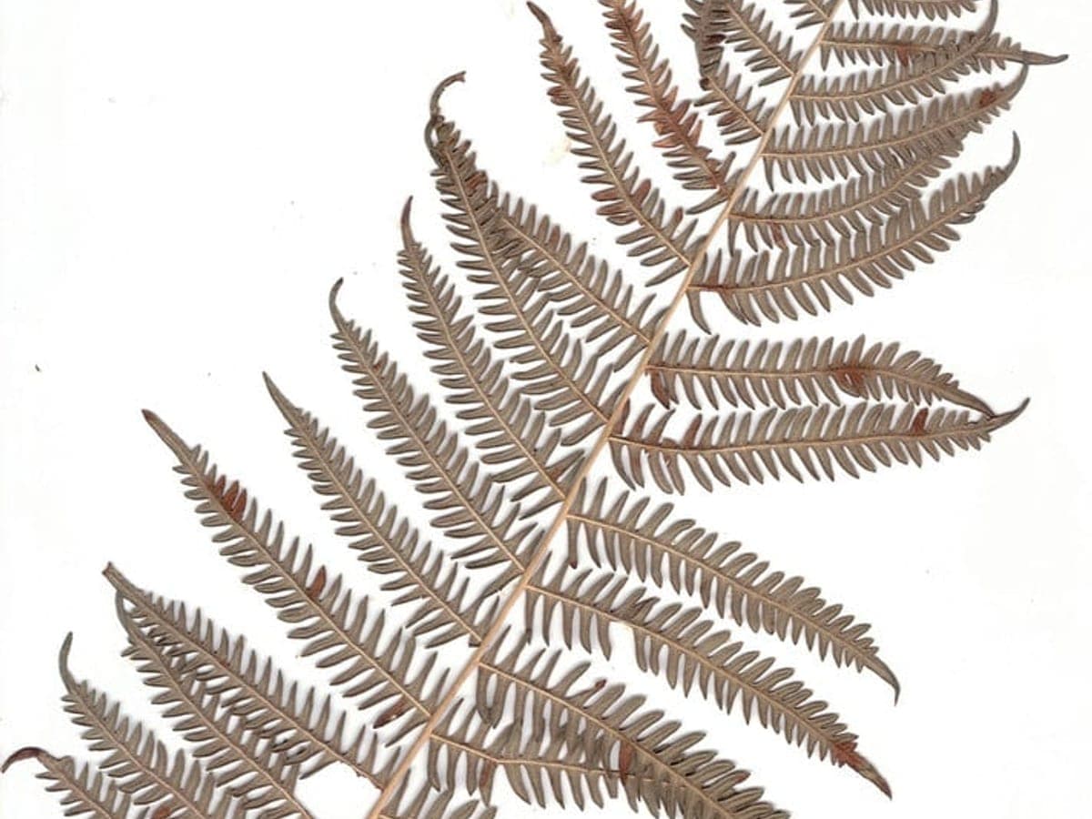 Dried brown fernbrake fronds