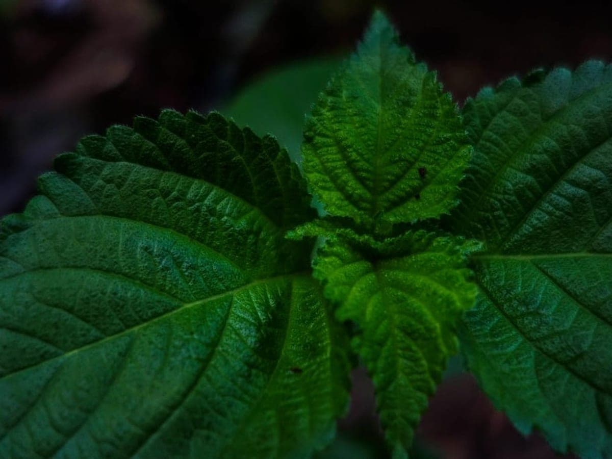 Broad green perilla leaves growing
