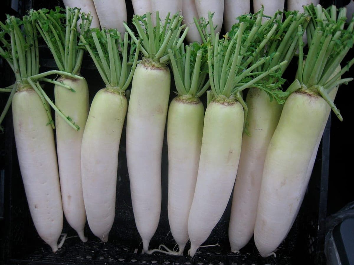 Rows of white Korean radishes with green tops
