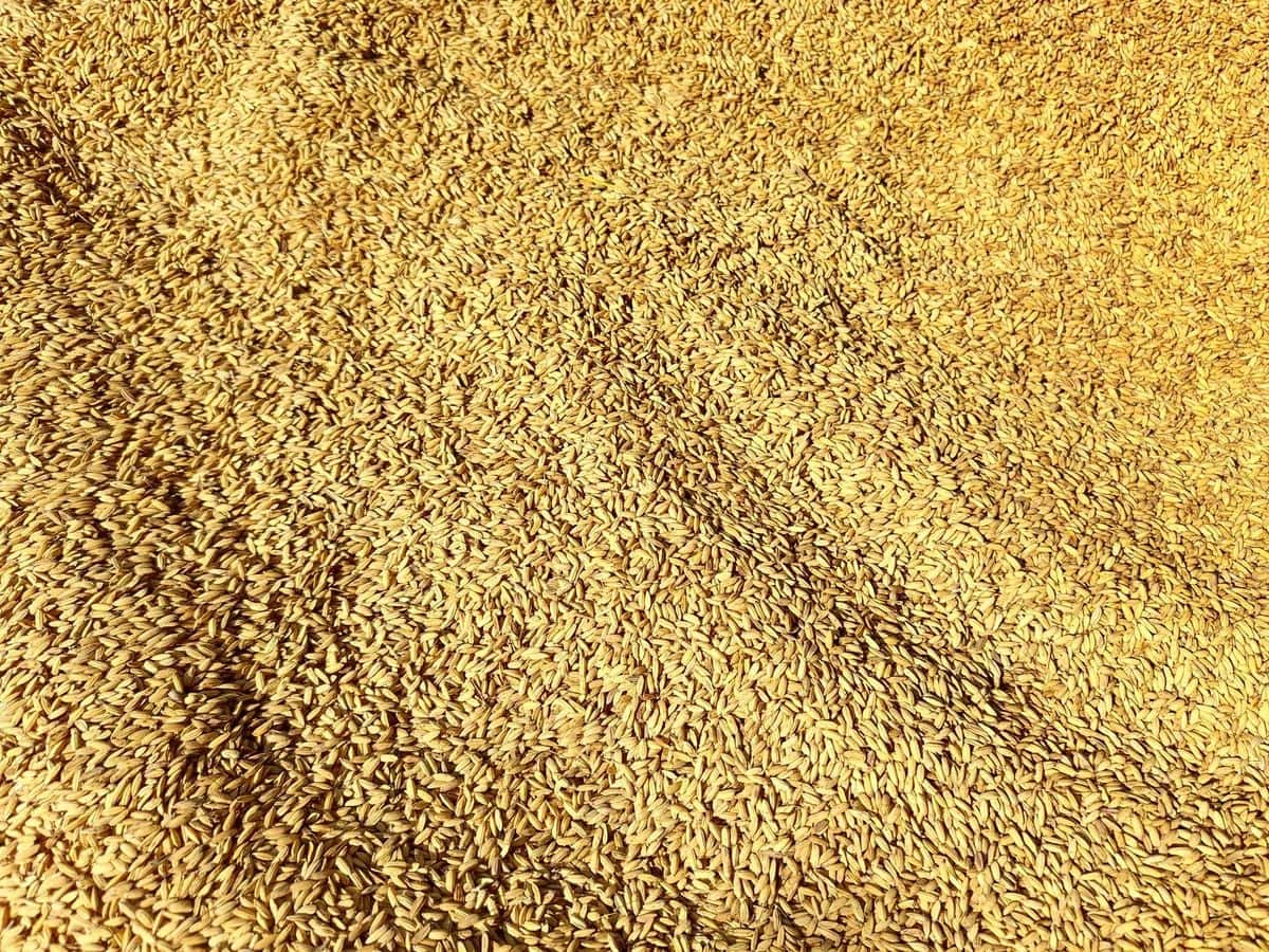 Golden unhulled rice grains in a heap