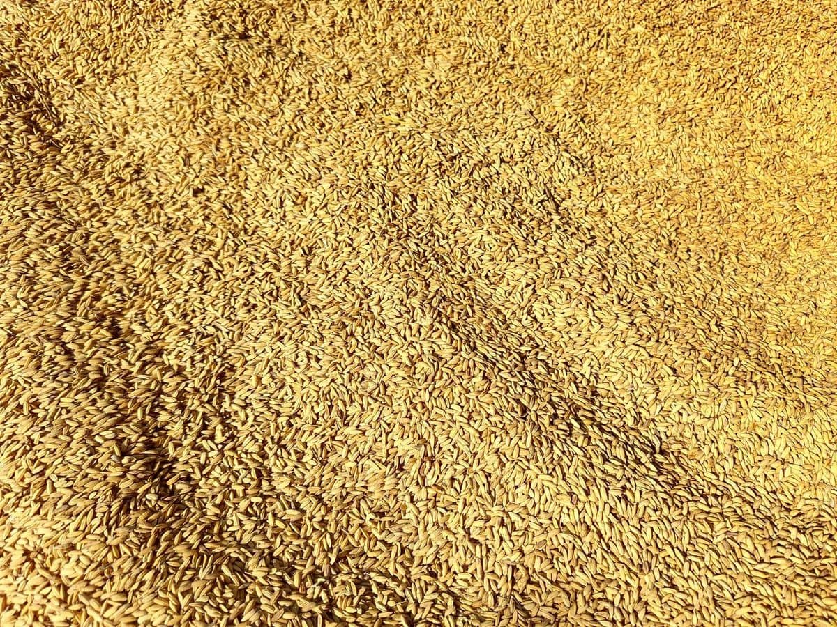 Golden unhulled rice grains in a heap