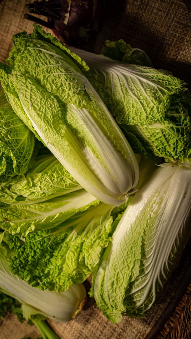 Fresh whole napa cabbages with pale stems and ruffled green leaves