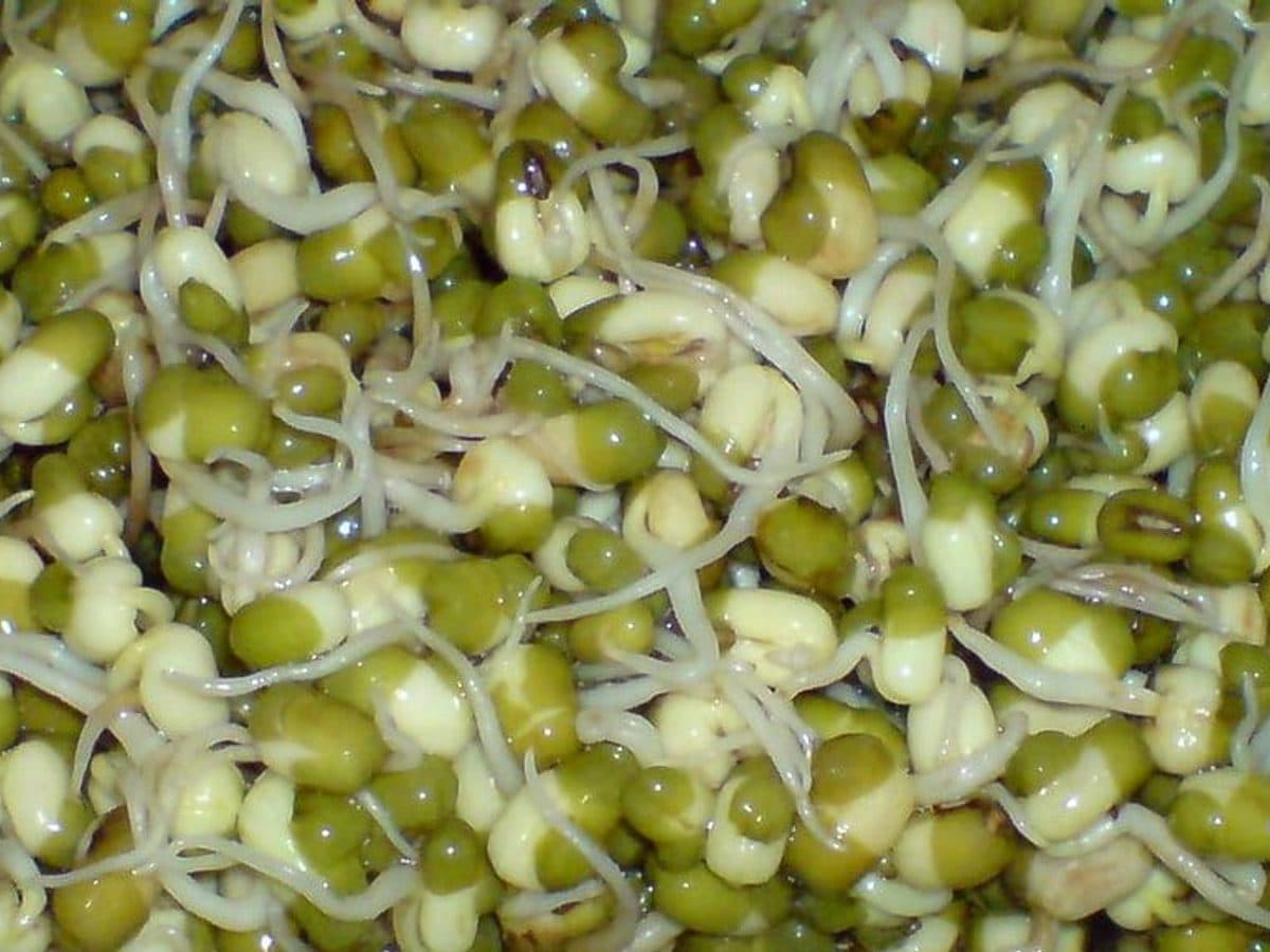 Sprouting mung beans with white shoots